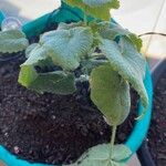 Lunaria redivivaHoja