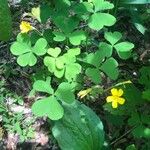 Oxalis grandis Folio