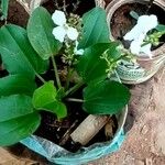 Echinodorus cordifolius Bloem