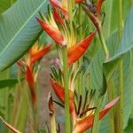 Heliconia spp. Muu