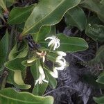 Coelospermum fragrans Flor