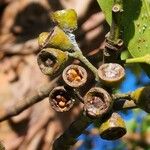 Lophostemon confertus Fruit