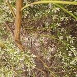 Baccharis pilularis Bark