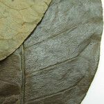 Zanthoxylum acuminatum Otro