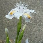 Iris ensata Λουλούδι