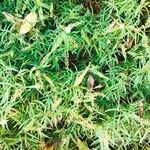 Lysimachia ephemerum Fleur