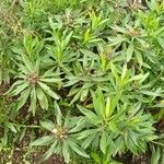 Globularia salicina Leaf