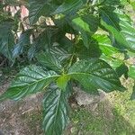 Morinda citrifoliaᱥᱟᱠᱟᱢ