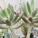 Pachyphytum fittkaui List