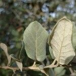 Quercus rotundifolia Leaf