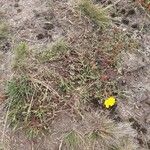 Cistus lasianthus Staniste