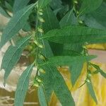 Carpesium abrotanoides Flor