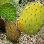 Opuntia oricola Hàbitat