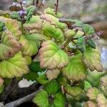 Plectranthus ernstii 葉