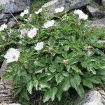 Paeonia corsica Flower