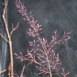 Agrostis pilosula Flower