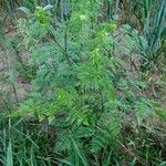 Chaerophyllum bulbosum Листок