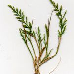 Catapodium rigidum Flor