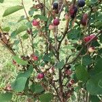 Amelanchier alnifolia Fruit