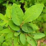 Vaccinium membranaceum List