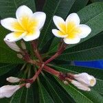 Plumeria rubraЦвят