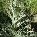 Cirsium echinatum 樹皮