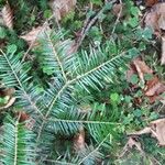 Abies balsamea 叶