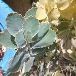 Kalanchoe laxiflora Leaf