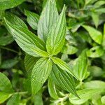 Pouzolzia zeylanica Leaf