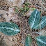 Goodyera pubescens Blatt