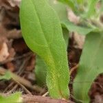 Convolvulus tricolor Frunză