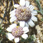 Anthemis tricolor Λουλούδι