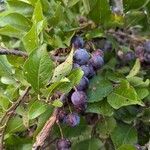 Prunus maritima Fruit