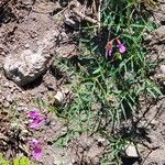 Vicia americana Flower