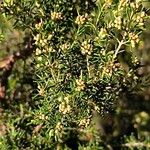 Erica arboreaഇല