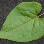 Fallopia scandens Other