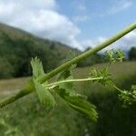 Alchemilla subcrenata Feuille