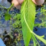 Caperonia palustris पत्ता