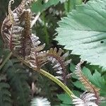 Athyrium niponicum Folla