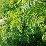 Sorbaria kirilowii পাতা