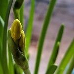 Narcissus pseudonarcissus Flower