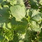 Brassica juncea पत्ता