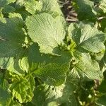 Brassica juncea Blatt