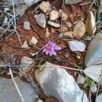 Colchicum cupanii 花