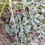 Antennaria parvifolia Листок