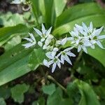 Allium ursinum Квітка