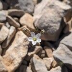 Arenaria provincialis Квітка