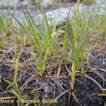 Carex vaginata Habit