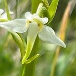 Platanthera chloranthaFlower