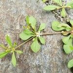 Mollugo verticillata Leaf